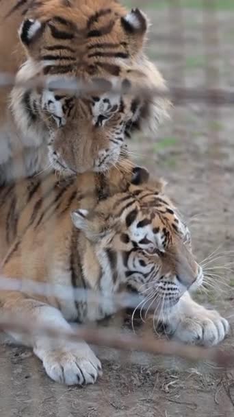 Los Dos Tigres Viciosos Rayas Que Juegan Entre Zoológico — Vídeos de Stock