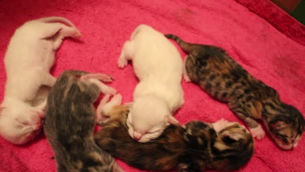 Een Close Van Schattige Pasgeboren Bengaalse Kittens Een Vloer — Stockvideo