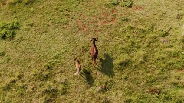Een Luchtfoto Van Moeder Baby Gnoes Afrikaanse Grasvlakte — Stockvideo