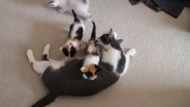 Uma Fêmea Calico Mãe Gato Com Gatinhos Recém Nascidos — Vídeo de Stock