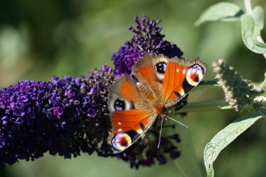 Bahçedeki bir çiçeğin üzerinde oturan Tavuskuşu gözü kelebeğinin yakın çekimi.