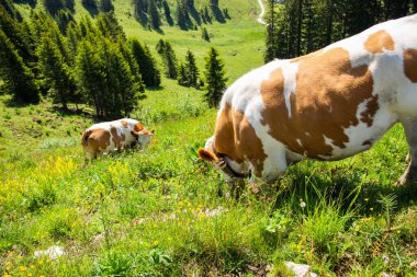 Bir çift kahverengi benekli inek Bavyera 'da bir tarlada otluyor.