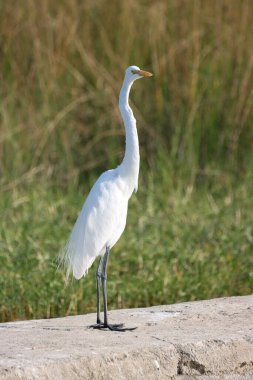 Parktaki beyaz balıkçıl kuşunun dikey görüntüsü.