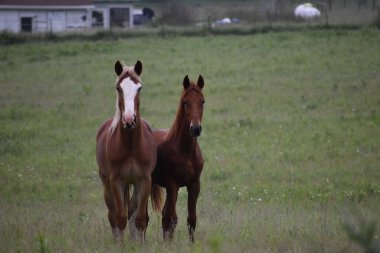 Cashton 'da bir çayırda bir çift güzel kahverengi at.
