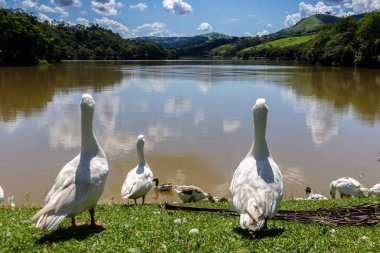 Brezilya 'da bir gölün kıyısındaki ördekler