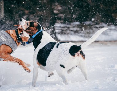 iki köpeği karda oynarken