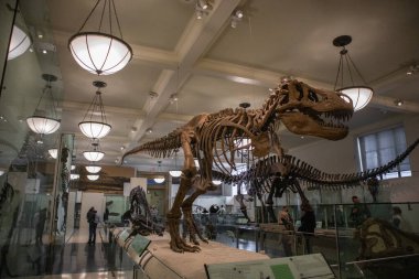 Amerikan Doğa Tarihi Müzesi 'nde bir Tyrannosaurus iskeletinin fotoğrafı.