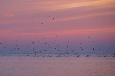 Pembe günbatımında denizin üzerinde uçan kuş sürüsünün güzel bir görüntüsü.