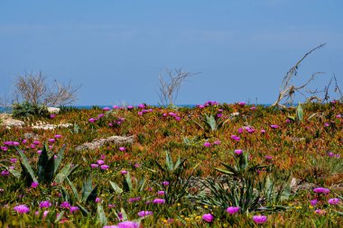 Güneşli bir günde güzel bir araba gezisi manzarası.