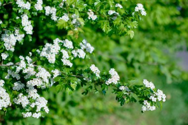 Yeşil dallarda açan beyaz çiçekler.