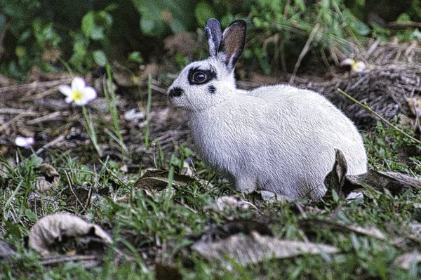 Alpine fauna Stock Photos, Royalty Free Alpine fauna Images | Depositphotos
