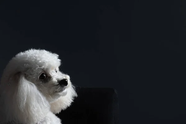 Close Shot Poodle Breed Dog Dark Background Copy Space — Stock Photo, Image