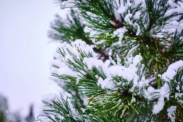 Een Close Van Een Dennenboom Bedekt Met Sneeuw Tijdens Winter — Stockfoto