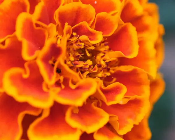 Крупный План Красивого Оранжевого Цветка Мэриголд Полностью Расцвел — стоковое фото