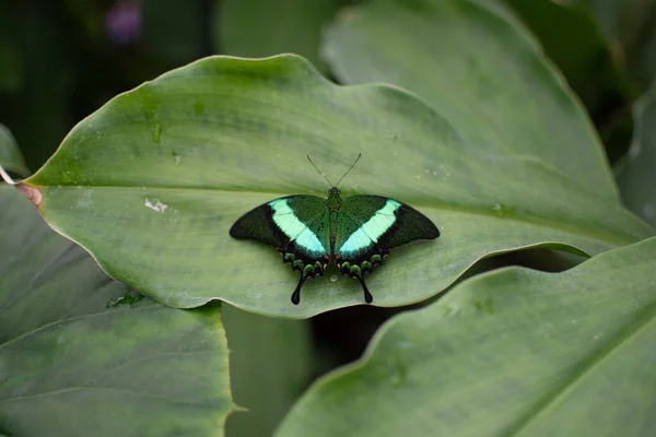 Closeup Shot Green Swallowtail Butterfly Green Leaf — Stock Photo, Image