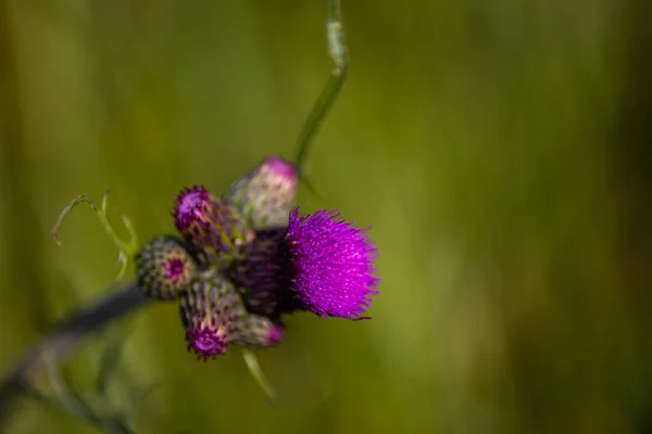 Primer Plano Una Flor Cardo Púrpura Con Brotes — Foto de Stock