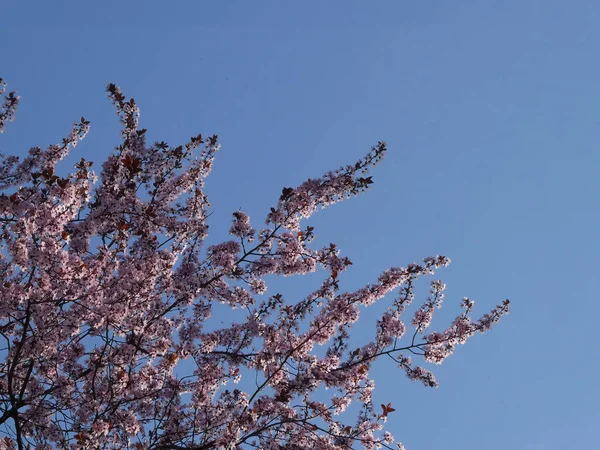 Vacker Utsikt Över Ett Blommande Träd Mot Blå Himmel — Stockfoto