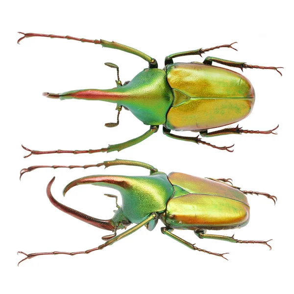 Prachtige Insecten Collectie Van Kleurrijke Bloemchafers — Stockfoto