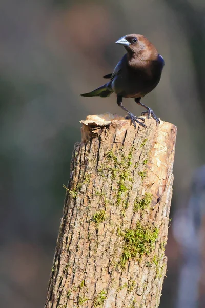 Adorable Brown Headed Cowbird Perched Edge Tree Trunk — Stock Photo, Image