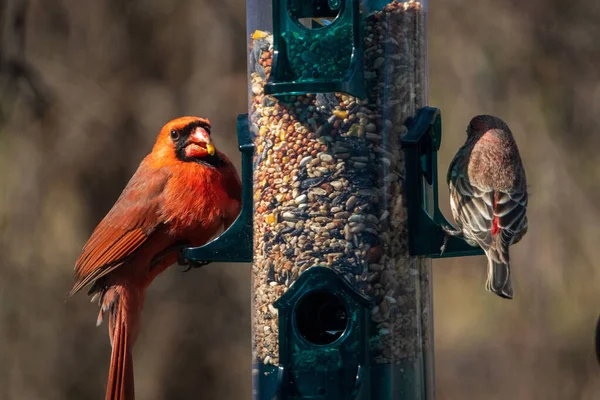 Closeup Northern Cardinal House Finch Perched Bird Feeder — Stock Photo, Image
