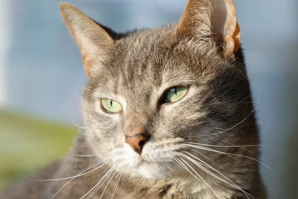 Selektiv Fokusbild Vacker Grön Eyes Grå Kattunge Tittar Fjärran — Stockfoto