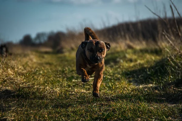 Gros Plan Mignon Taureau Terrier Staffordshire Courant Travers Champ Sous — Photo