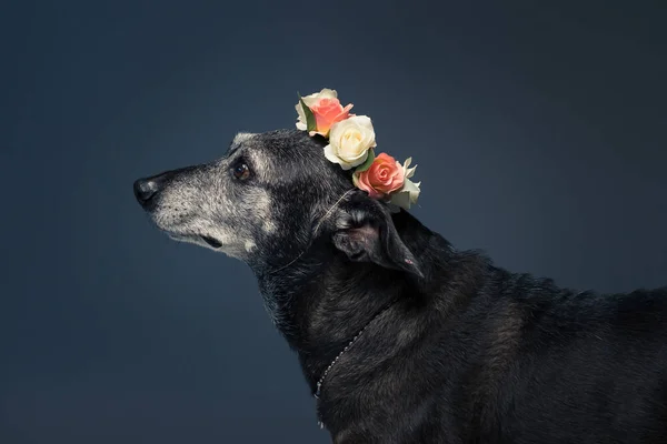 Ένα Κοντινό Πλάνο Ενός Μαύρου Σκύλου Τριαντάφυλλα Στο Κεφάλι Του — Φωτογραφία Αρχείου