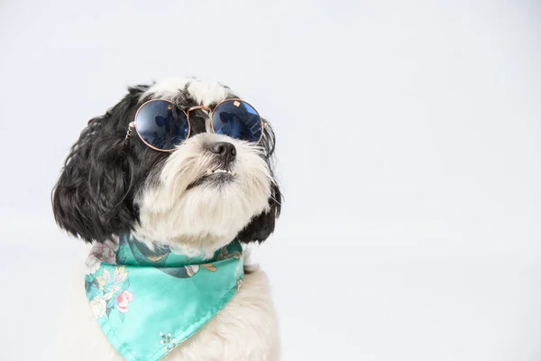 Portret Shih Tzu Noszenie Okularów Przeciwsłonecznych Bandana Odizolowana Białym Tle — Zdjęcie stockowe