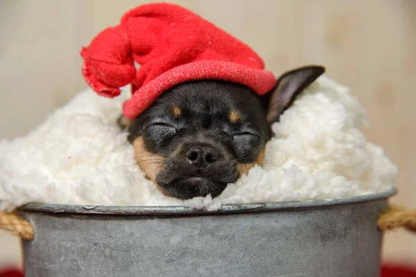 Ein Entzückender Chihuahua Welpe Mit Weihnachtsmütze Einem Eimer Mit Einer — Stockfoto