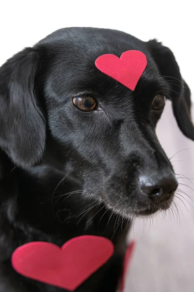 Plano Vertical Labrador Negro Con Forma Corazón Rosa —  Fotos de Stock