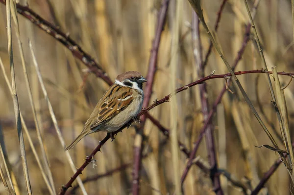 Gros Plan Moineau Arboricole Eurasien Sur Fond Flou — Photo