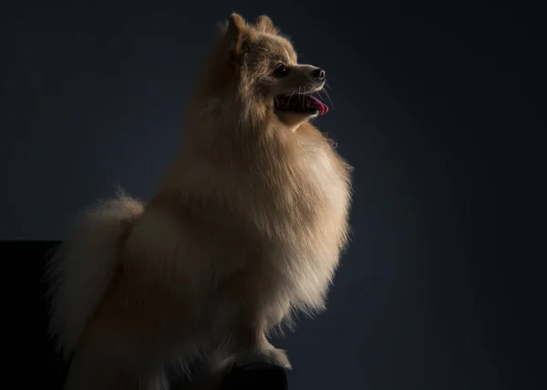 Een Close Van Een Duitse Spitz Een Donkere Achtergrond — Stockfoto