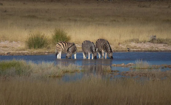 Eine Gruppe Zebras Trinkt Einem Wasserloch — Stockfoto