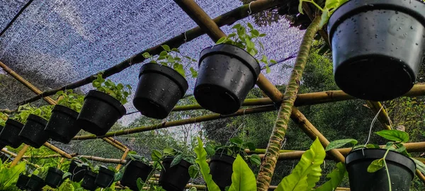 A view of beautiful green hanging plants in a garden