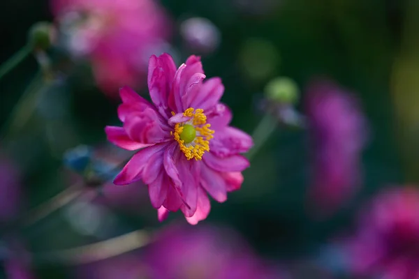 Selective Focus Shot Vibrant Pink Japanese Thimbleweed Surrounded Lush Greenery — Stock Photo, Image