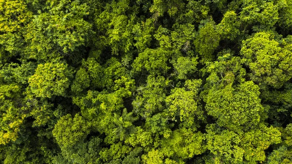 晴れた日の美しい緑の森のトップビュー — ストック写真
