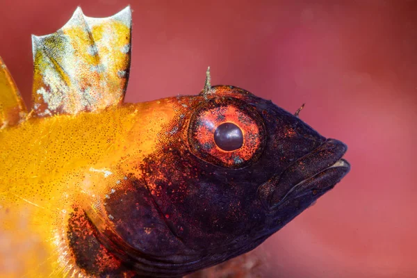 Een Close Shot Van Vissenkop Met Grote Rode Ogen Gele — Stockfoto