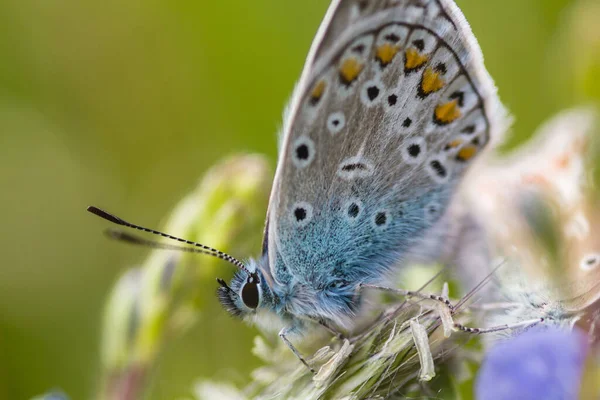 Makro Zdjęcie Niebieskiego Motyla — Zdjęcie stockowe