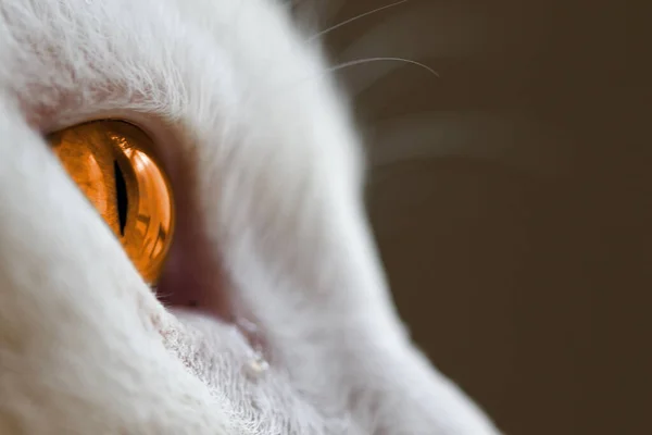 Close Olho Laranja Gatinho Branco Adorável — Fotografia de Stock