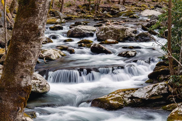 森の中の苔むした石の上を流れる川 — ストック写真