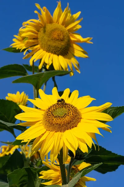 Svislý Nízký Úhel Záběru Dvou Žlutých Slunečnic Proti Modré Obloze — Stock fotografie