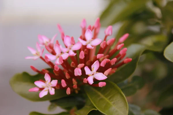 Eine Nahaufnahme Einer Schönen Westindischen Jasminblüte Mit Grünen Blättern — Stockfoto