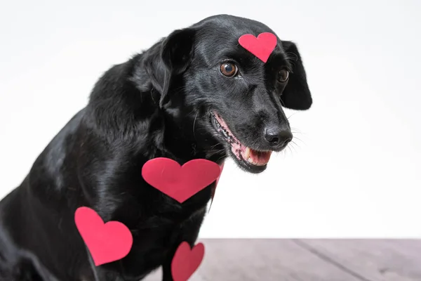 Lindo Labrador Negro Con Unas Pegatinas Rojas Forma Corazón Sobre —  Fotos de Stock