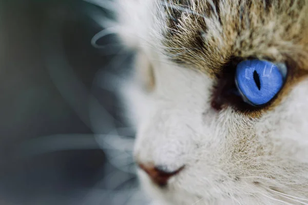 Eine Nahaufnahme Des Blauen Auges Eines Entzückenden Ojos Azules Kätzchens — Stockfoto