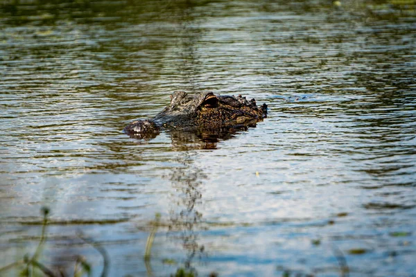Eine Nahaufnahme Des Krokodils Das Auf Der Wasseroberfläche Schwimmt — Stockfoto