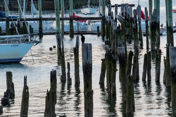 Viele Holzstäbe Stecken Meer Hintergrund Von Schiffen Boston Fest — Stockfoto