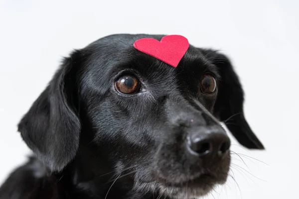 Gros Plan Une Tête Chien Noir Avec Cœur Feutre Rouge — Photo