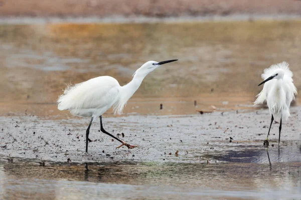 Invierno Little Egret Postura Amenaza Estiramiento Arenoso Sartén Sal Está — Foto de Stock