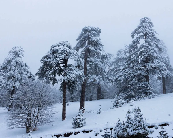 Een Prachtig Uitzicht Immer Groene Hoge Bomen Bedekt Met Sneeuw — Stockfoto