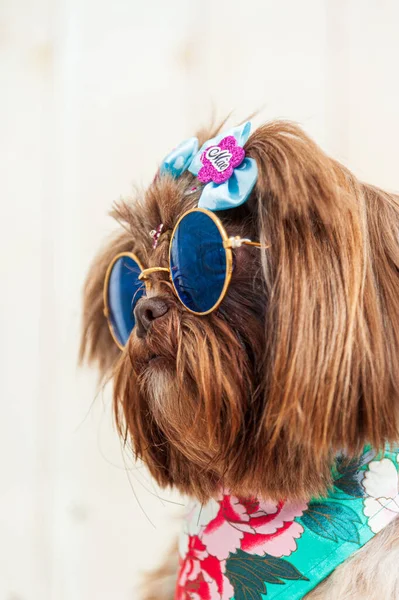 Funny Portrait Shih Tzu Puppy Wearing Sunglasses Blue Hair Bows — Stock Photo, Image